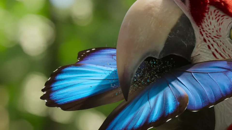 Blue butterfly landing on a macaw’s beak